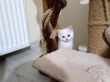 Beyaz ve golden taby dişi erkek yavrular