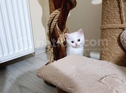 Beyaz Ve Golden Taby Dişi Erkek Yavrular
