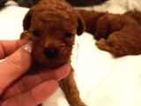 Üst  Düzey Kore Kan Toy Poodle Yavrularım