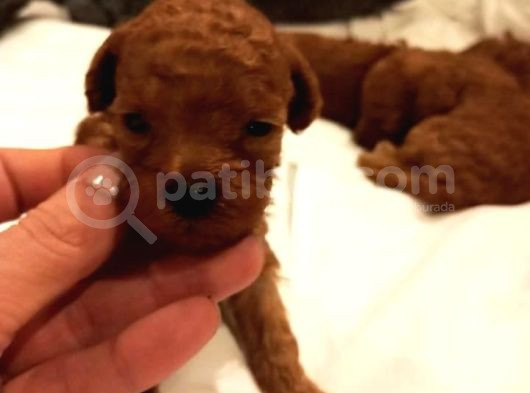 Üst  Düzey Kore Kan Toy Poodle Yavrularım görsel