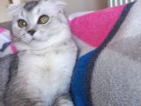 Scottish Fold Duman Çok Akıllı Çok Uysal Çok Sevecen