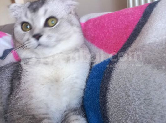Scottish Fold Duman Çok Akıllı Çok Uysal Çok Sevecen görsel