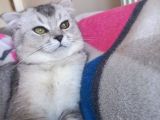 Scottish Fold Duman Çok Akıllı Çok Uysal Çok Sevecen