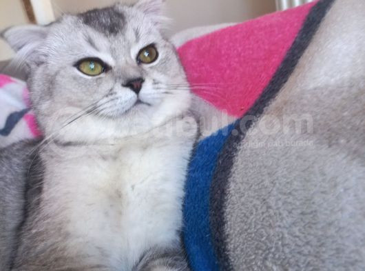 Scottish Fold Duman Çok Akıllı Çok Uysal Çok Sevecen görsel