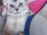 Scottish Fold Duman Çok Akıllı Çok Uysal Çok Sevecen