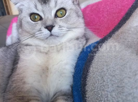 Scottish Fold Duman Çok Akıllı Çok Uysal Çok Sevecen görsel