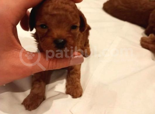 Üst  Düzey Kore Kan Toy Poodle Yavrularım görsel