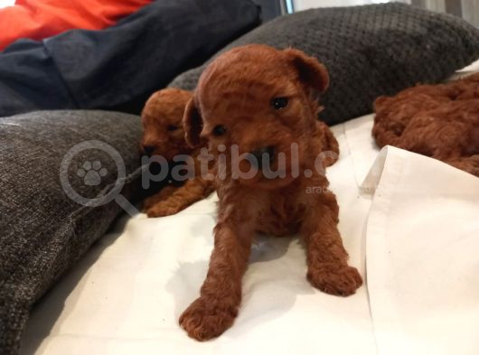 Üst  Düzey Kore Kan Toy Poodle Yavrularım görsel