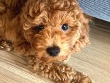 3 Aylık Erkek Toy Poodle Yavrum Yuvasını Arıyor