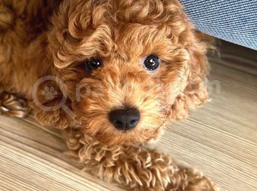 3 Aylık Erkek Toy Poodle Yavrum Yuvasını Arıyor görsel