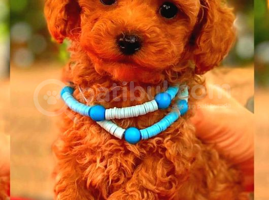 Mini Boy Puppy Kıpkırmızı Red Tooy Poodle  görsel