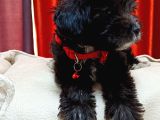 Silver apricot ve krem sevimli maltipoo yavrular
