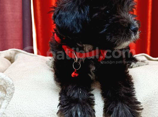 Silver Apricot Ve Krem Sevimli Maltipoo Yavrular
