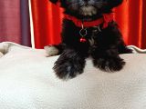 Silver Apricot Ve Krem Sevimli Maltipoo Yavrular
