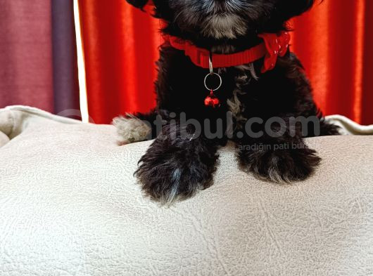 Silver Apricot Ve Krem Sevimli Maltipoo Yavrular görsel