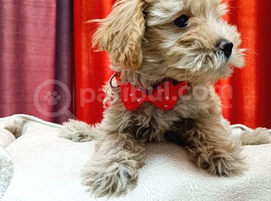 Silver Apricot Ve Krem Sevimli Maltipoo Yavrular görsel