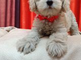 Silver Apricot Ve Krem Sevimli Maltipoo Yavrular