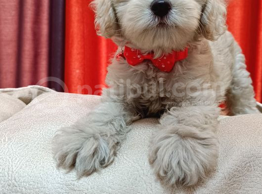Silver Apricot Ve Krem Sevimli Maltipoo Yavrular görsel