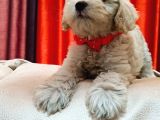 Silver Apricot Ve Krem Sevimli Maltipoo Yavrular