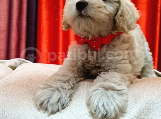 Silver Apricot Ve Krem Sevimli Maltipoo Yavrular görsel