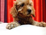 Poodle Güzelliğinde Red Maltipoo Yavrular