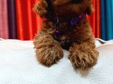 Poodle Güzelliğinde Red Maltipoo Yavrular