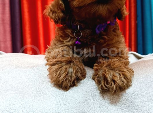 Poodle Güzelliğinde Red Maltipoo Yavrular görsel