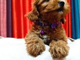 Poodle Güzelliğinde Red Maltipoo Yavrular