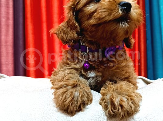 Poodle Güzelliğinde Red Maltipoo Yavrular görsel