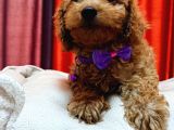 Poodle Güzelliğinde Red Maltipoo Yavrular