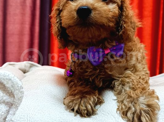 Poodle Güzelliğinde Red Maltipoo Yavrular görsel