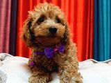 Poodle güzelliğinde Red maltipoo yavrular