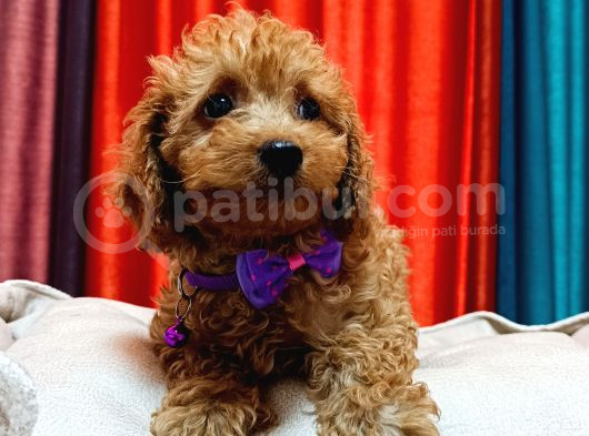 Poodle Güzelliğinde Red Maltipoo Yavrular
