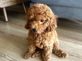3 Aylık Erkek Toy Poodle Yavrum Yuvasını Arıyor