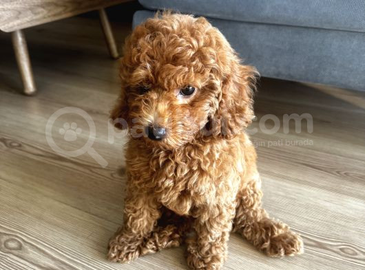 3 Aylık Erkek Toy Poodle Yavrum Yuvasını Arıyor görsel