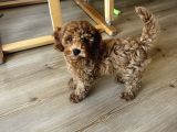 3 aylık erkek toy poodle yavrum yuvasını arıyor