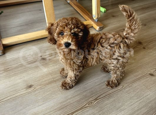 3 Aylık Erkek Toy Poodle Yavrum Yuvasını Arıyor