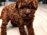 POODLE RED EN İYİ YAVRULAR