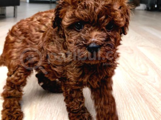 Poodle Red En İyi̇ Yavrular