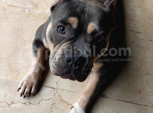 Bi̇r Di̇şi̇ Bi̇r Erkek Ameri̇can Bully Exoti̇c görsel