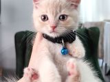 2 aylık British Shorthair golden Yavrumuz sahibini arıyor