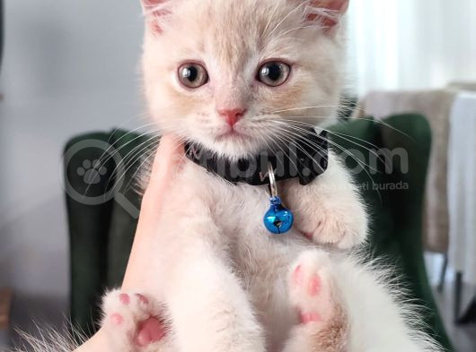 2 Aylık British Shorthair Golden Yavrumuz Sahibini Arıyor