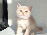 2 Aylık British Shorthair Golden Yavrumuz Sahibini Arıyor