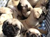 Gül Kuyruk Kisa Pug Yavrular Her Yere Gönderi̇li̇r