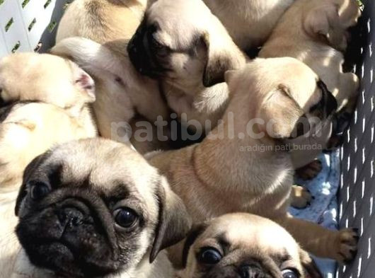 Gül Kuyruk Kisa Pug Yavrular Her Yere Gönderi̇li̇r görsel