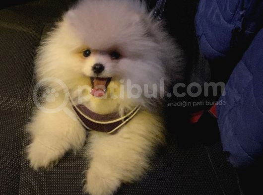 Ay Parçası Pomeranian  görsel