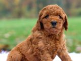 Kıpkırmızı Red tooy poodle sevimli yavrular 