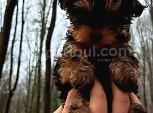 Teacup Yorkshi̇re Yavru görsel