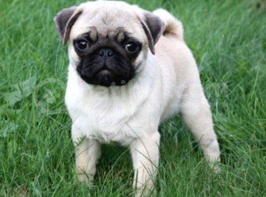 Gül Kuyruk Kisa Pug Yavrular Her Yere Gönderi̇li̇r görsel