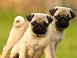Gül Kuyruk Kisa Pug Yavrular Her Yere Gönderi̇li̇r